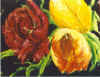 Drie tulpen.jpg (15443 bytes)